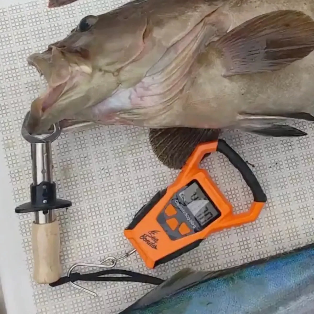 フィッシングスケール（オレンジ｜ブラック）　圧倒的にサビに強い 送料無料