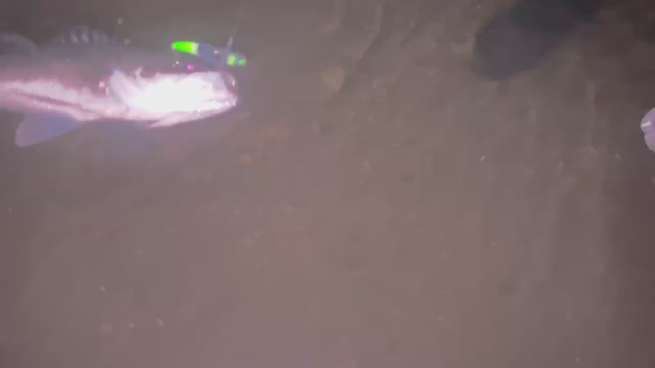 フィッシュグリップ （計量付き）釣り好きの声から誕生！送料無料